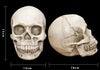 Halloween Skull Head Scary Plastic Decoration