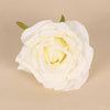 White Single Rose Flower Head