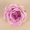 Purple Single Rose Flower Head